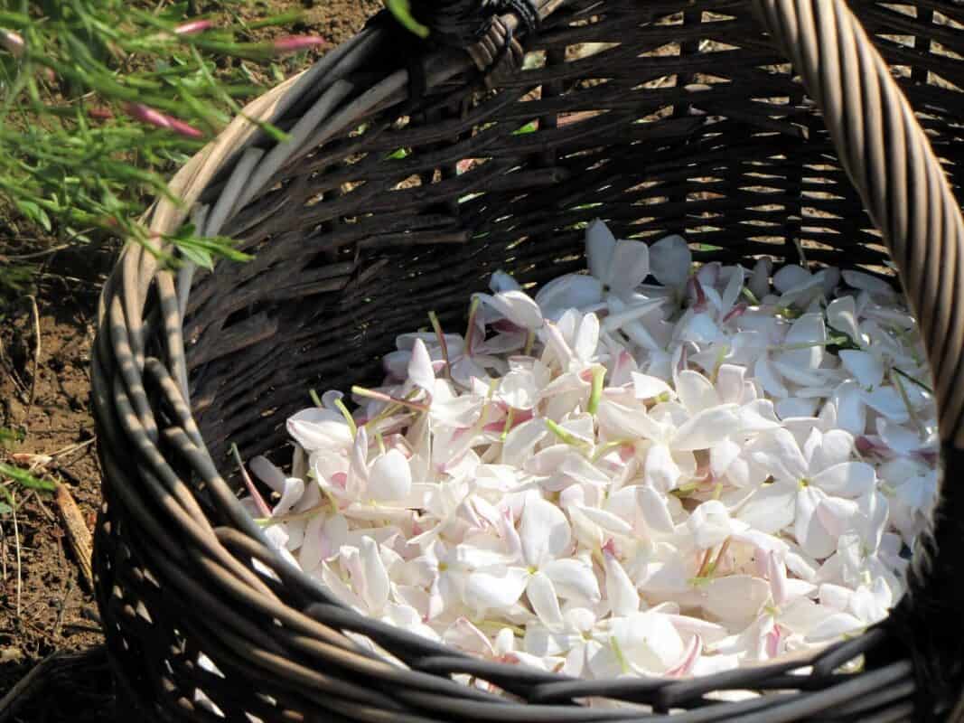 About exploring the scent jasmine