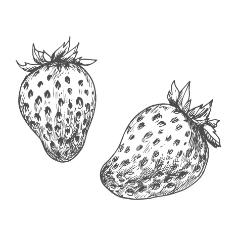 Fruity Notes